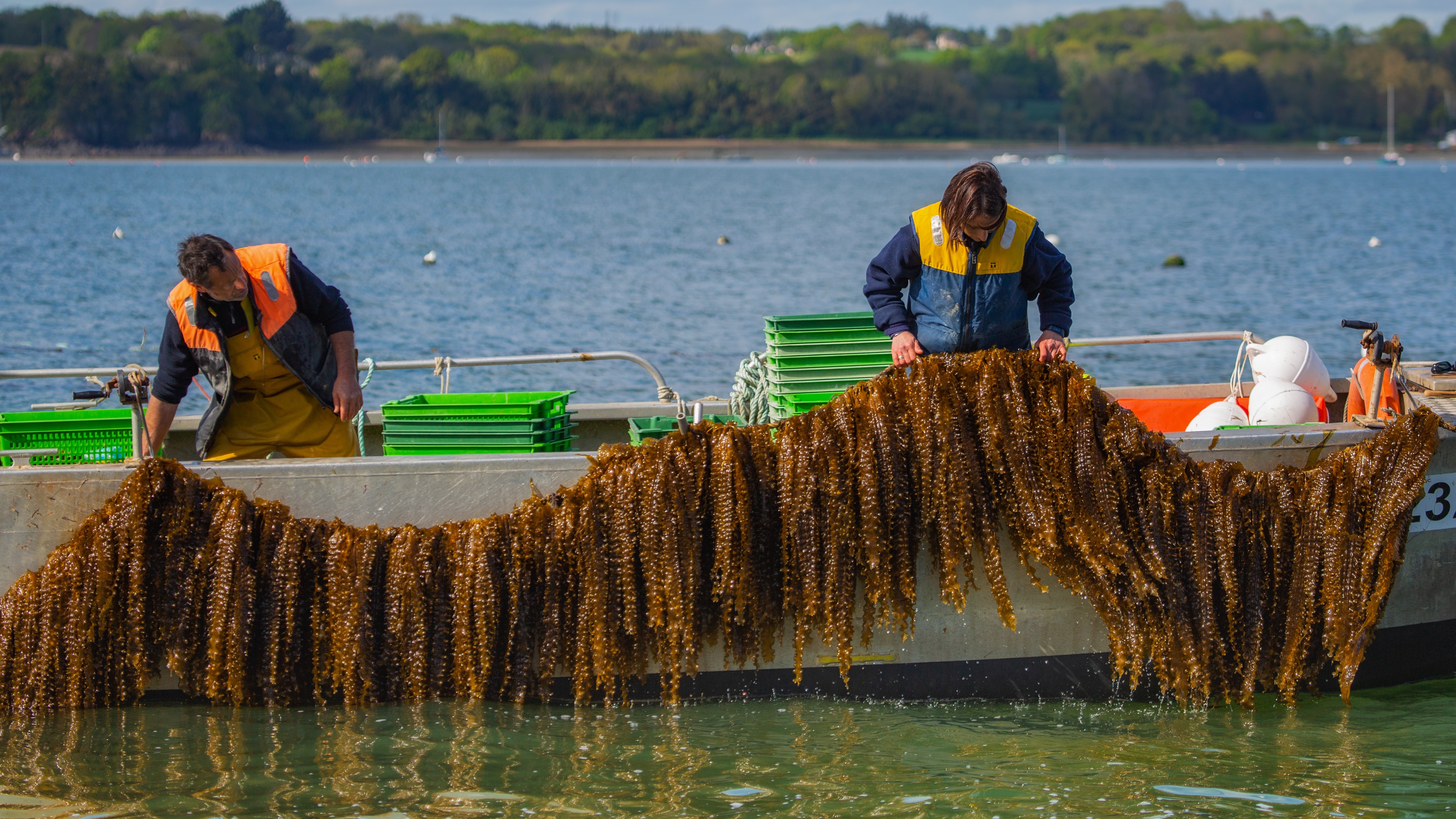 © C-Weed Aquaculture