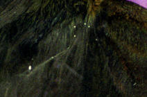 Papillon Myrtil, "Maniola jurtina"