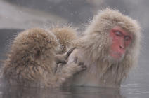 Macaques japonais