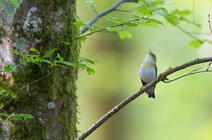 pouillot siffleur © Fabrice Cahez / Biosphoto