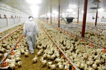 Élevage industriel de poulets.