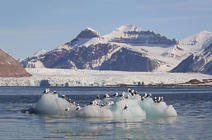 paysage arctique avec mouettes sur mini iceberg
