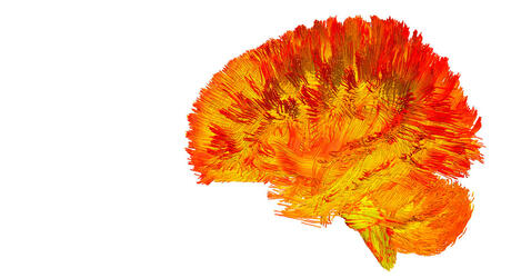 cartographie des mitochondries dans le cerveau © Michel Thiebaut de Schotten